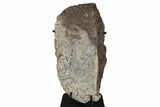 Ankylosaur (Zuul) Osteoderm with Stand - Judith River Formation #382550-1